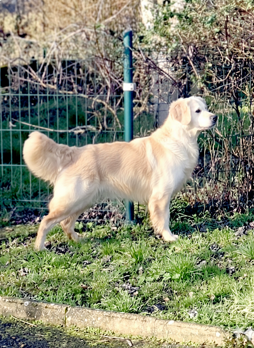 Ultra chic of loving Star