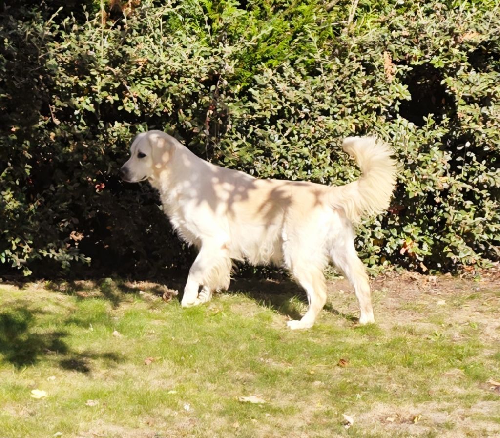 Sara-zine Du domaine du rochereau