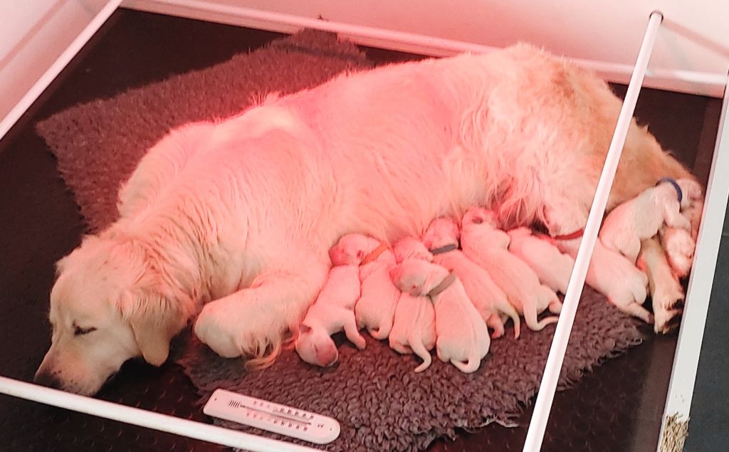 Chiots golden retriever à réserver 