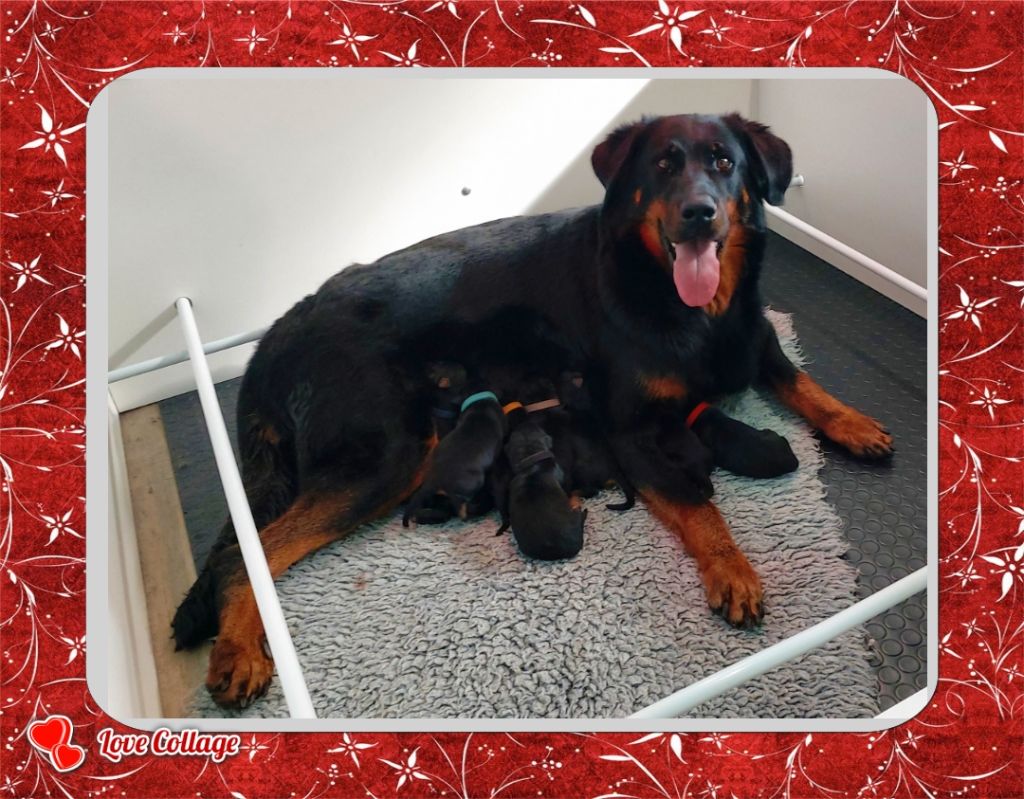 Chiots berger de beauce/ beauceron à réserver !