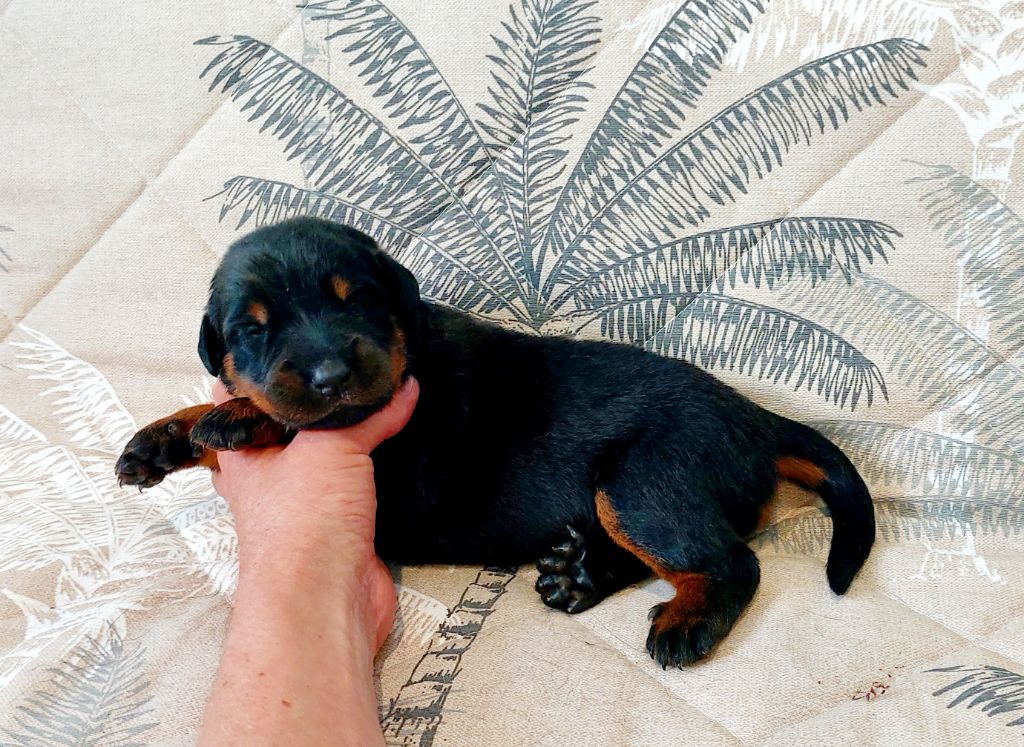 Du Clos Des Lucs - Chiots disponibles - Berger de Beauce