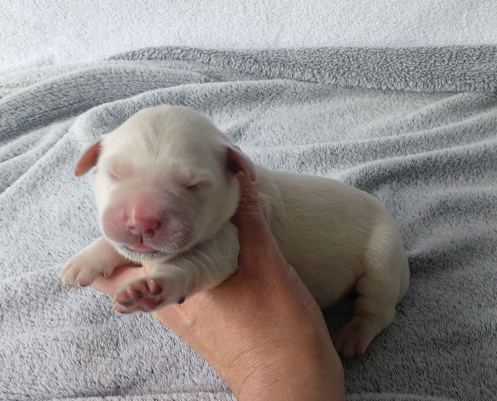 Du Clos Des Lucs - Chiots disponibles - Golden Retriever