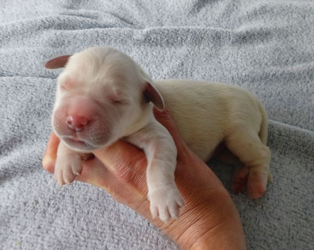 Du Clos Des Lucs - Chiots disponibles - Golden Retriever