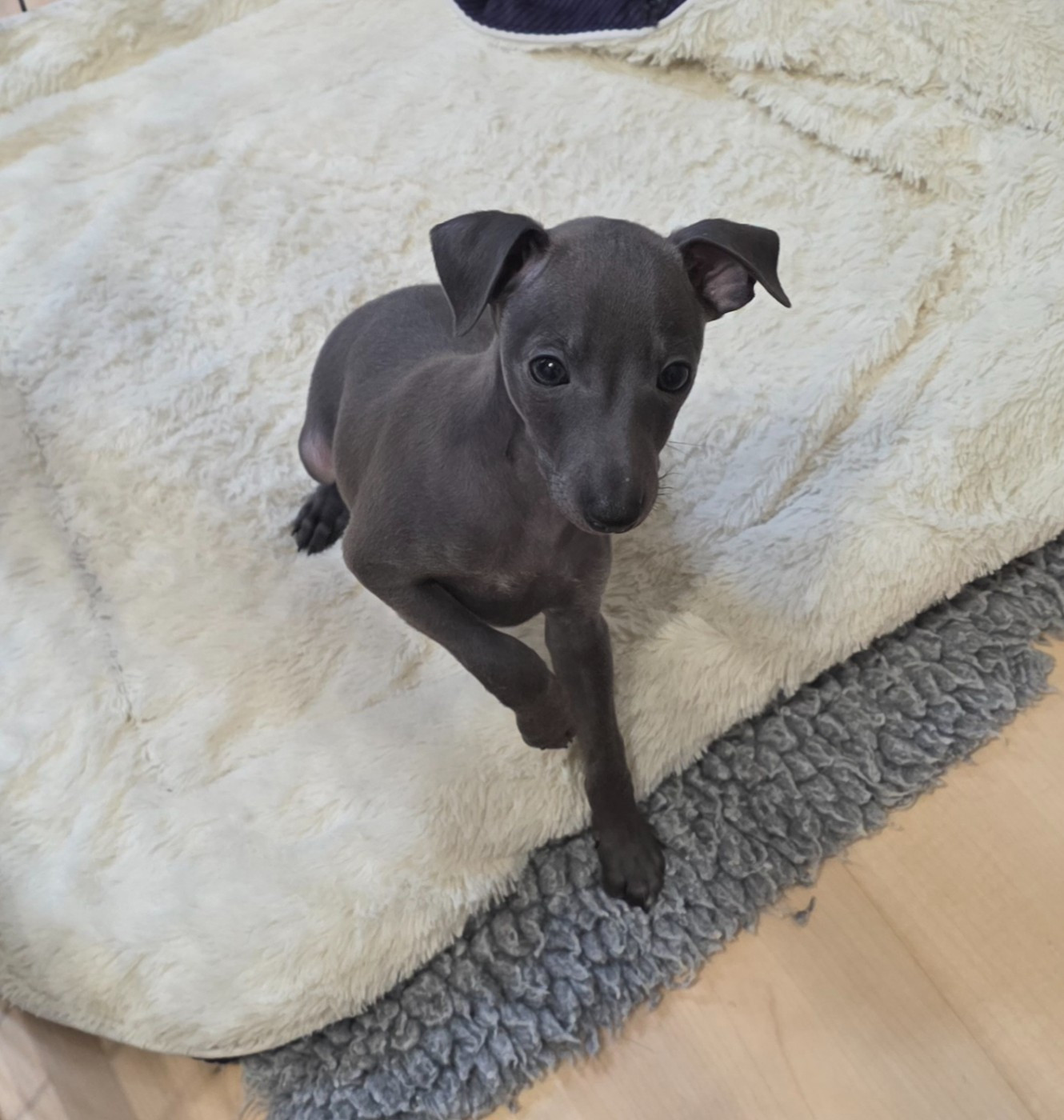 Du Clos Des Lucs - Petit Levrier Italien - Portée née le 28/10/2025