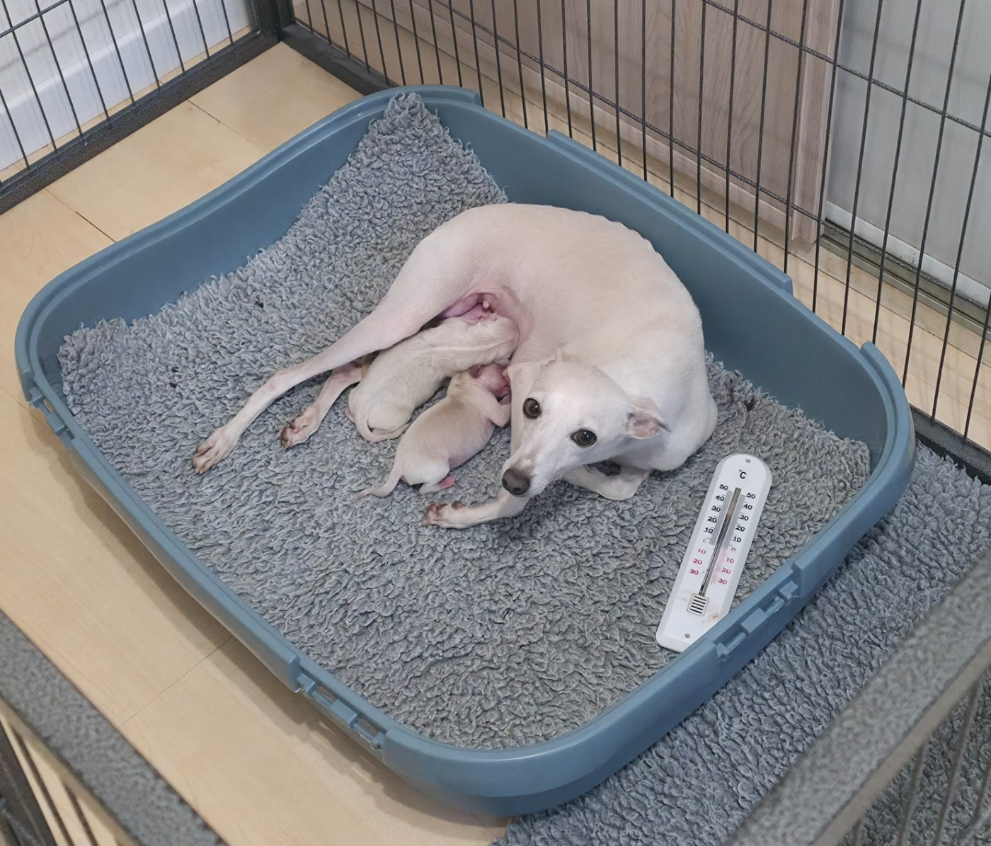 Chiot Petit Levrier Italien Du Clos Des Lucs