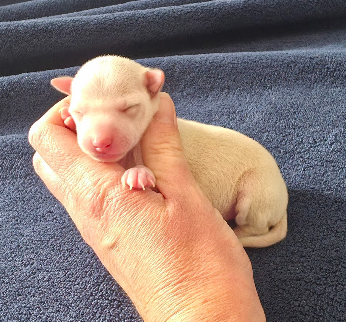 Du Clos Des Lucs - Chiots disponibles - Petit Levrier Italien