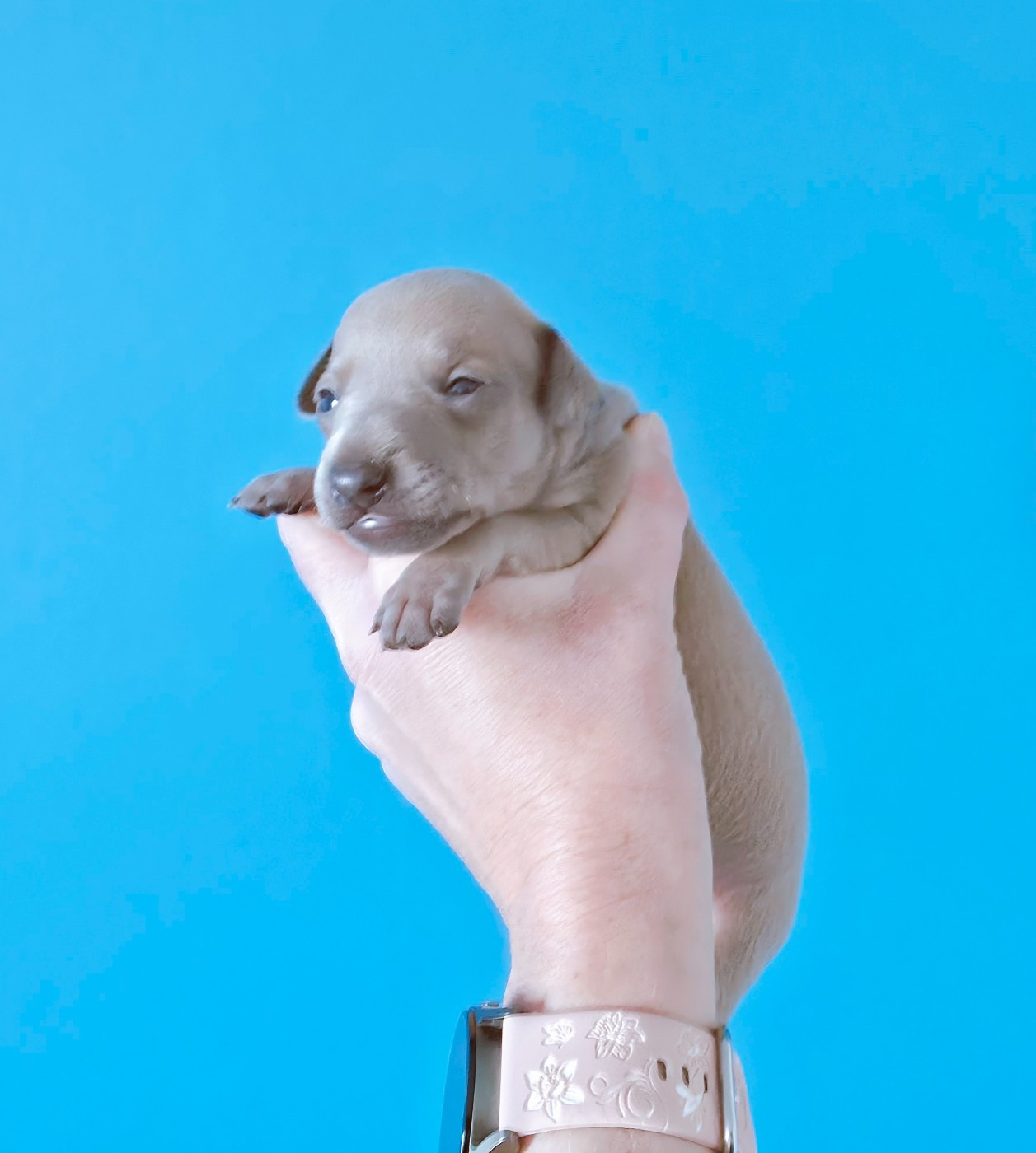 Du Clos Des Lucs - Chiots disponibles - Petit Levrier Italien