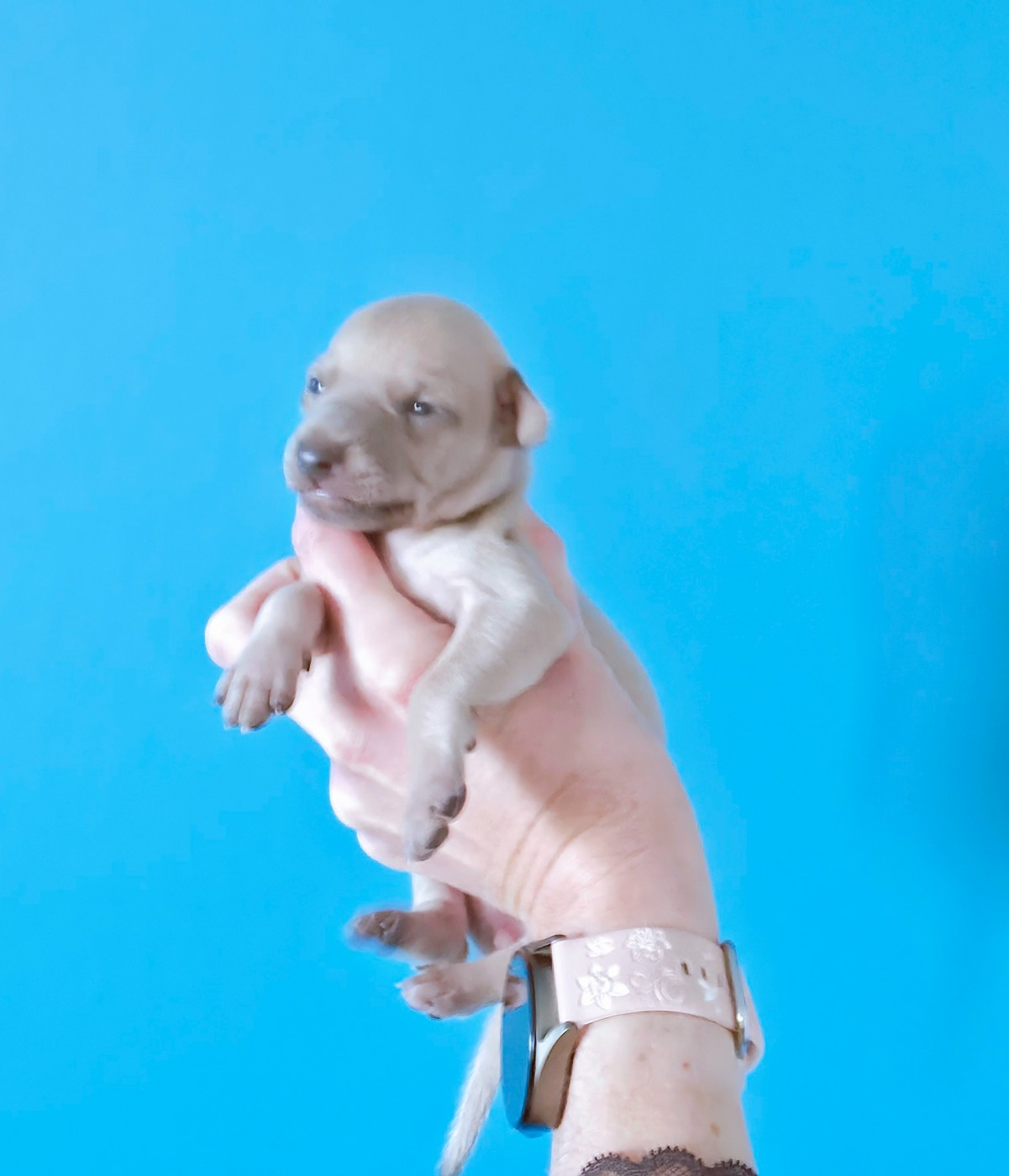 Du Clos Des Lucs - Chiots disponibles - Petit Levrier Italien