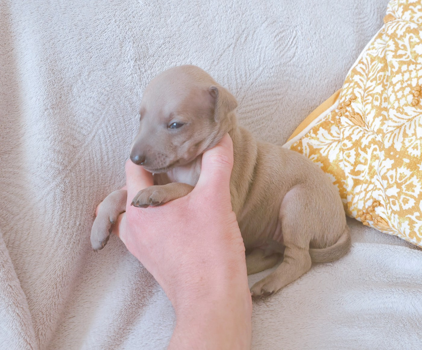 Du Clos Des Lucs - Chiots disponibles - Petit Levrier Italien