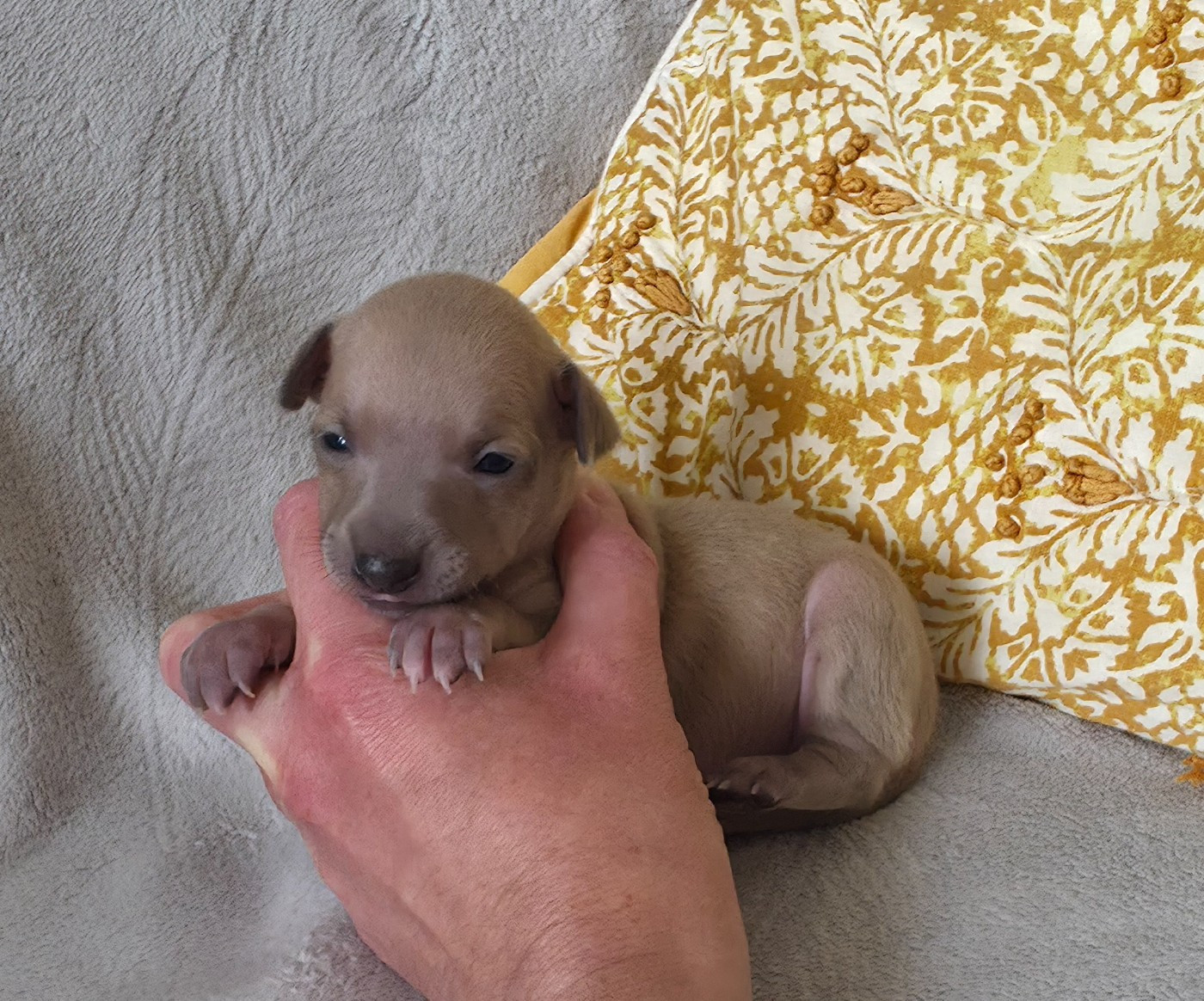 Du Clos Des Lucs - Chiots disponibles - Petit Levrier Italien