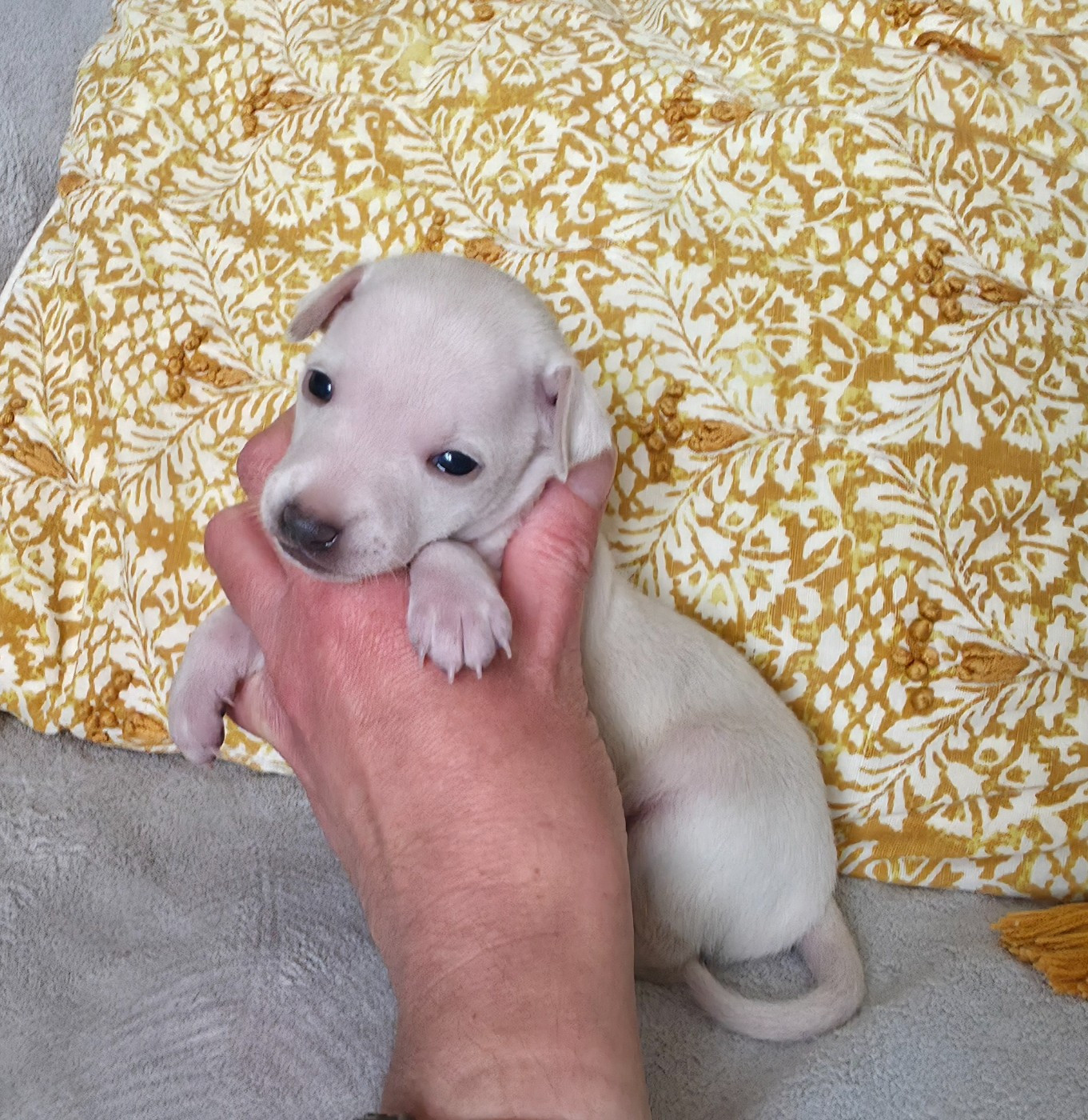 Du Clos Des Lucs - Chiots disponibles - Petit Levrier Italien