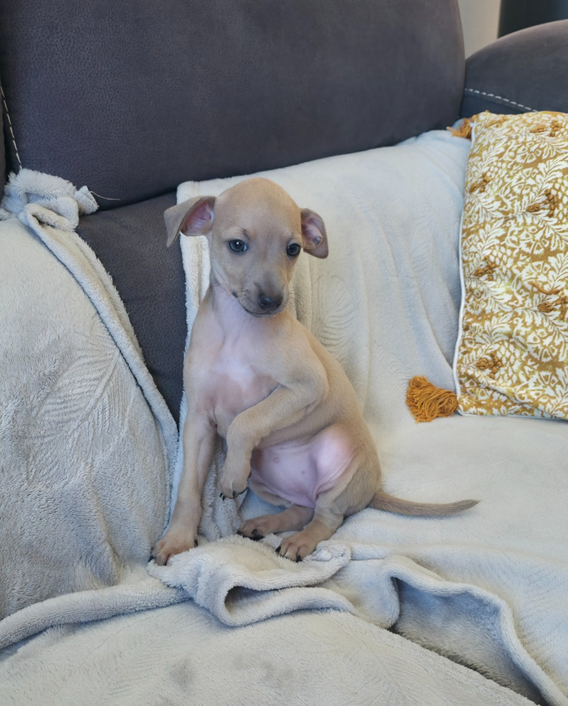 Du Clos Des Lucs - Chiots disponibles - Petit Levrier Italien
