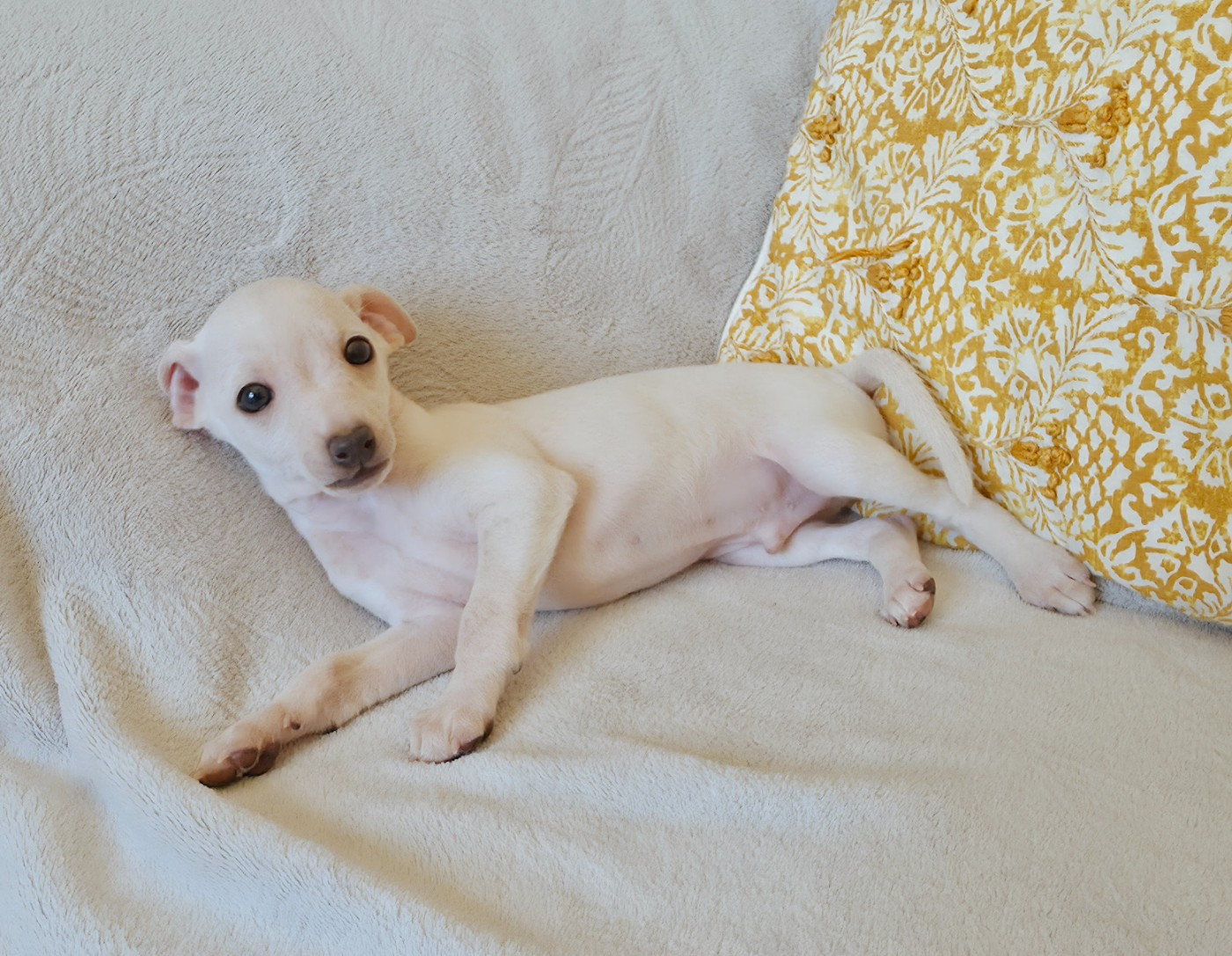 Du Clos Des Lucs - Chiots disponibles - Petit Levrier Italien