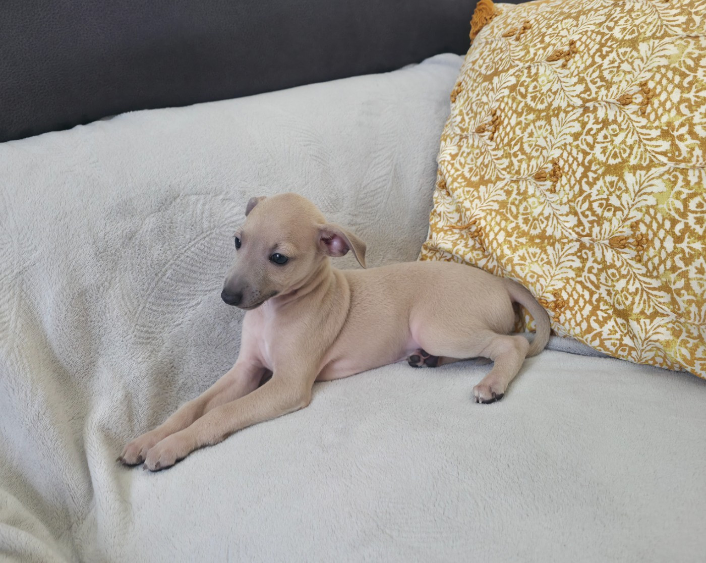 Du Clos Des Lucs - Chiots disponibles - Petit Levrier Italien