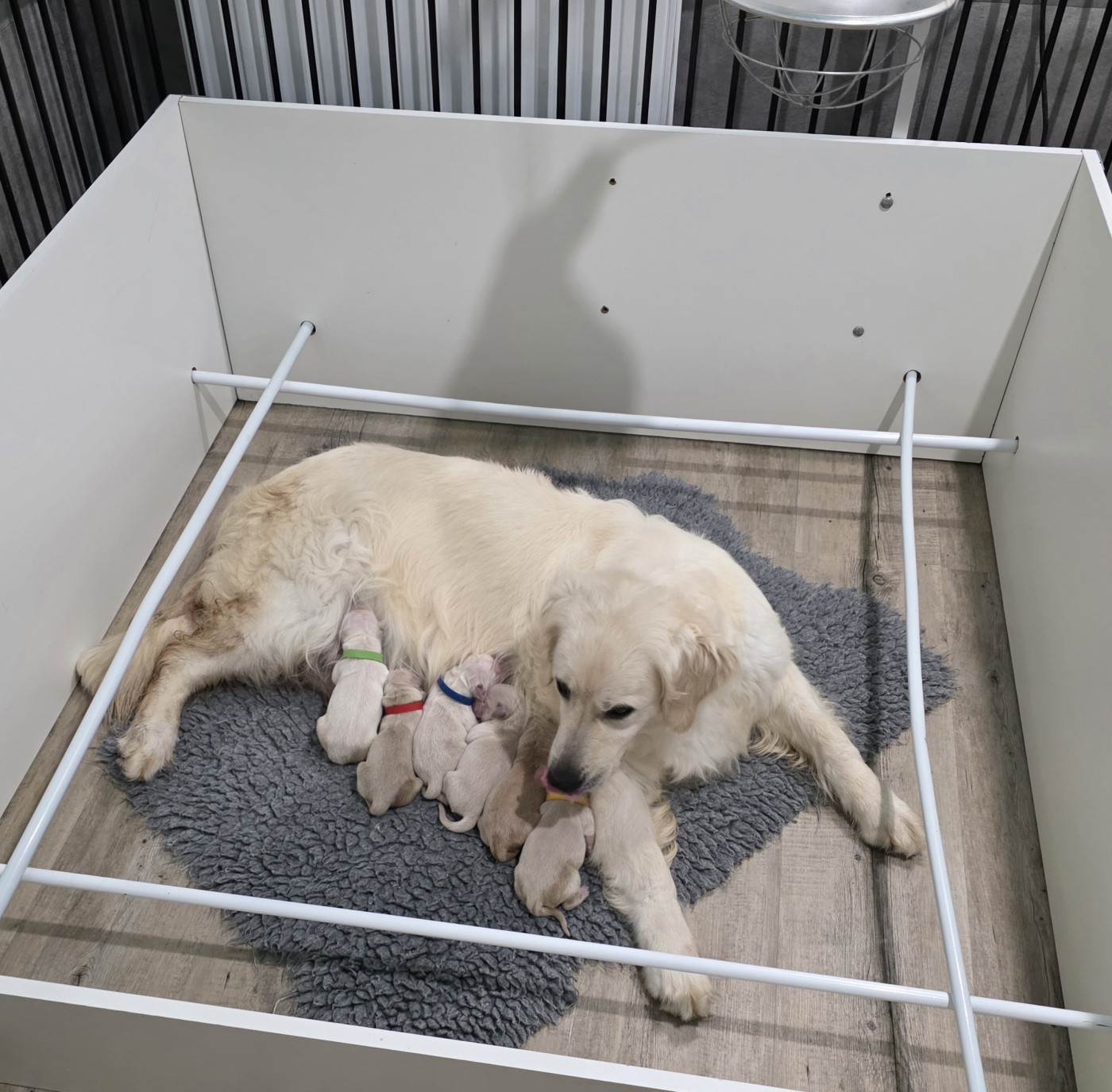 Du Clos Des Lucs - Chiots disponibles - Golden Retriever