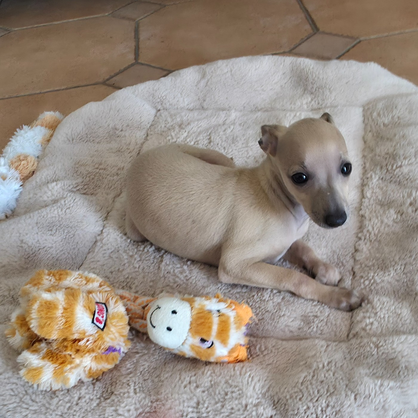 Du Clos Des Lucs - Chiots disponibles - Petit Levrier Italien