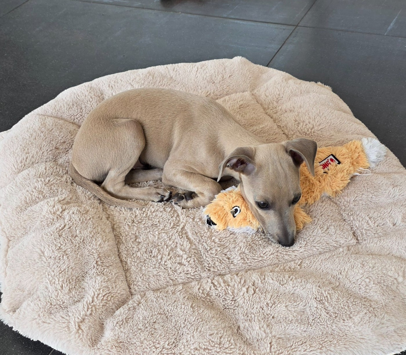 Du Clos Des Lucs - Chiots disponibles - Petit Levrier Italien
