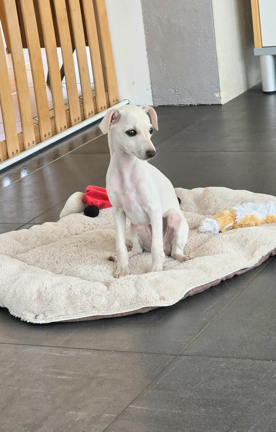 Du Clos Des Lucs - Chiots disponibles - Petit Levrier Italien