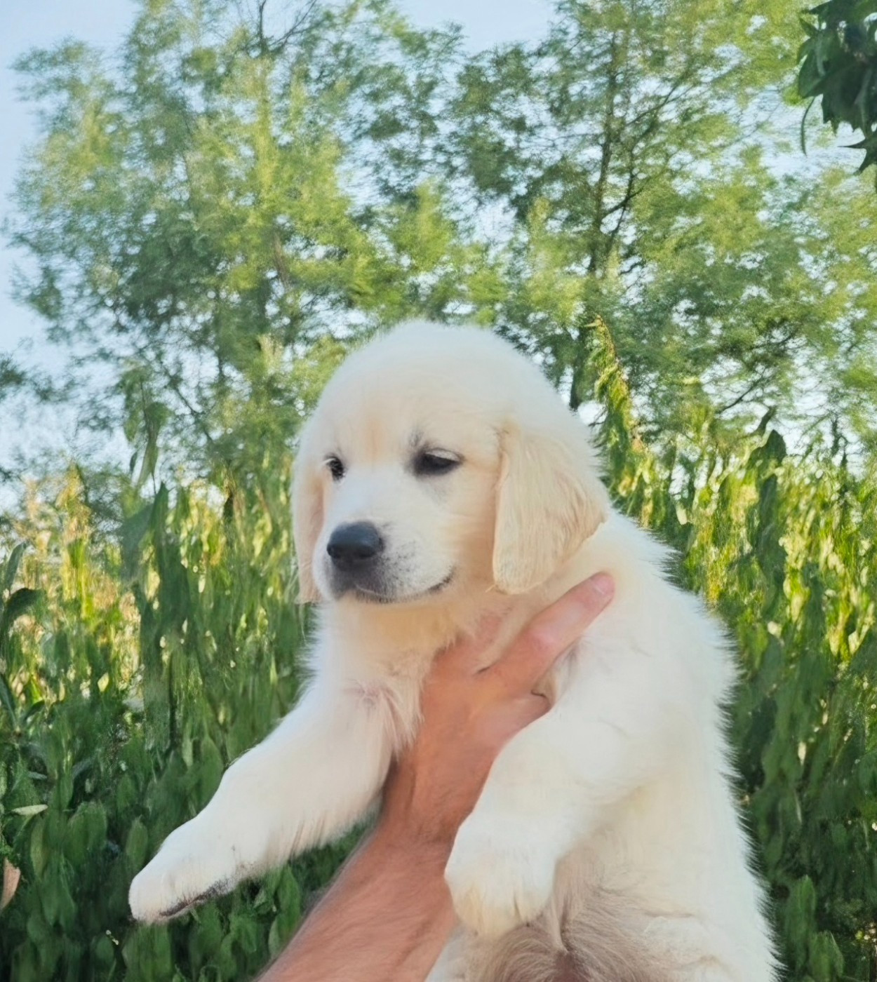 Du Clos Des Lucs - Chiots disponibles - Golden Retriever