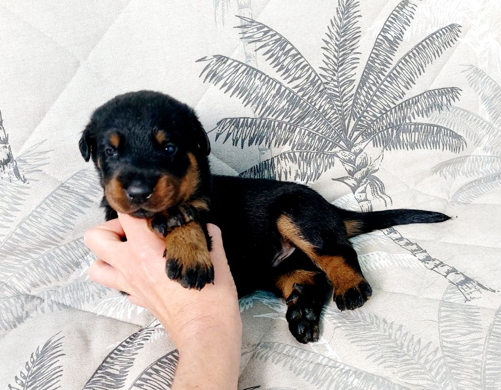 Du Clos Des Lucs - Chiots disponibles - Berger de Beauce