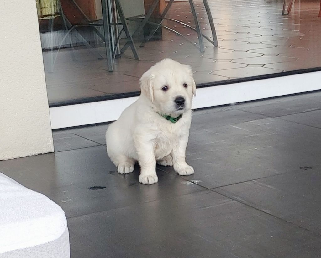 Du Clos Des Lucs - Chiots disponibles - Golden Retriever