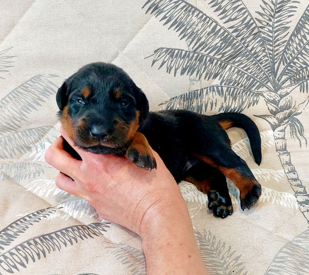 Du Clos Des Lucs - Chiots disponibles - Berger de Beauce
