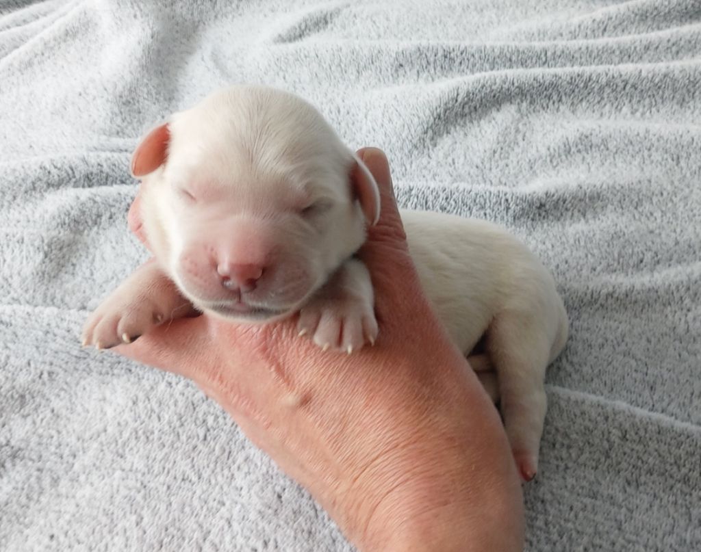 Du Clos Des Lucs - Chiots disponibles - Golden Retriever