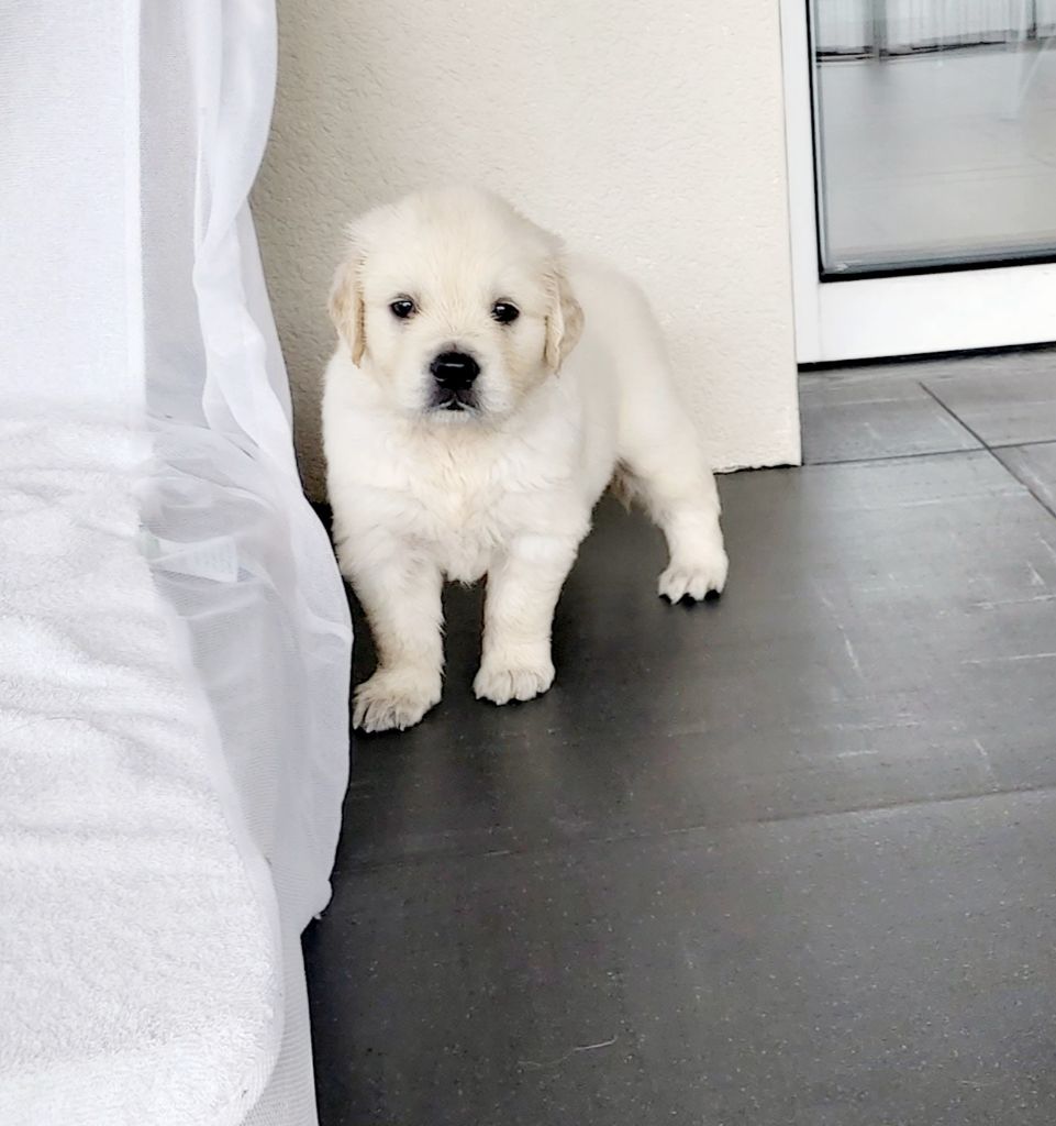 Du Clos Des Lucs - Chiots disponibles - Golden Retriever