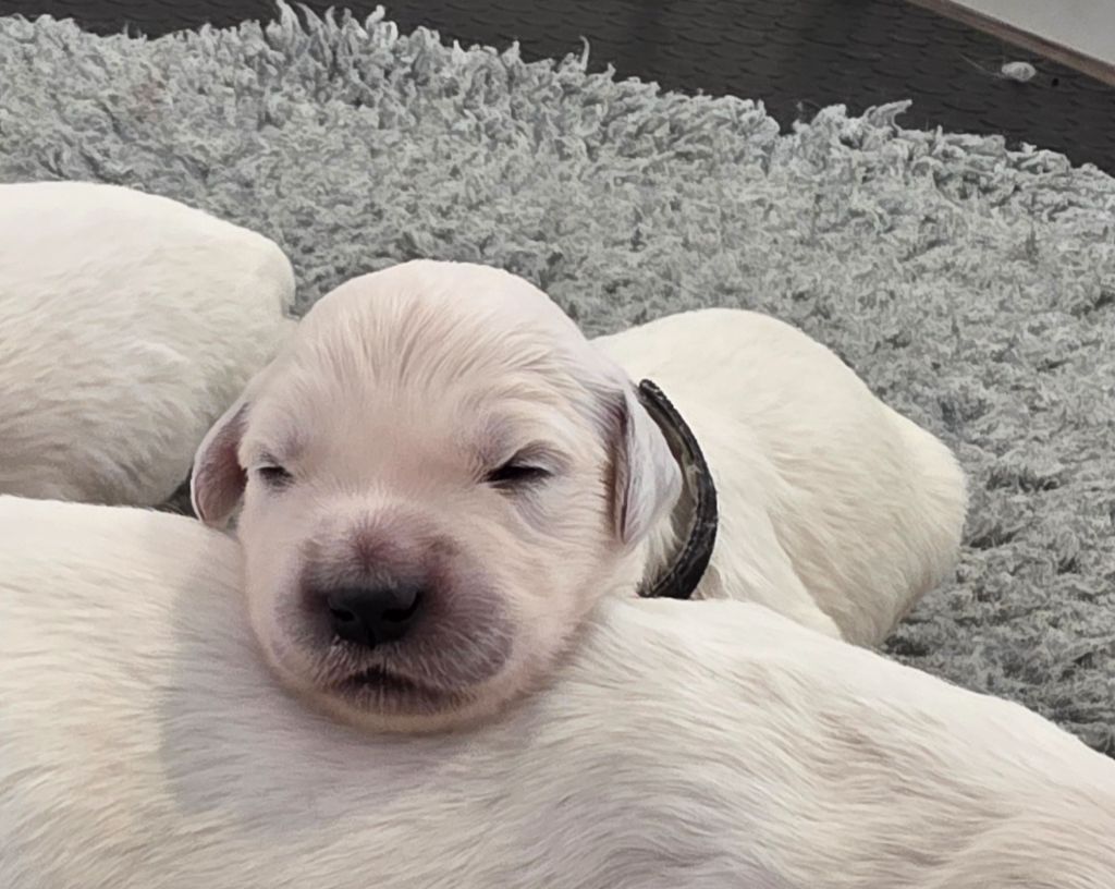 Du Clos Des Lucs - Chiots disponibles - Golden Retriever