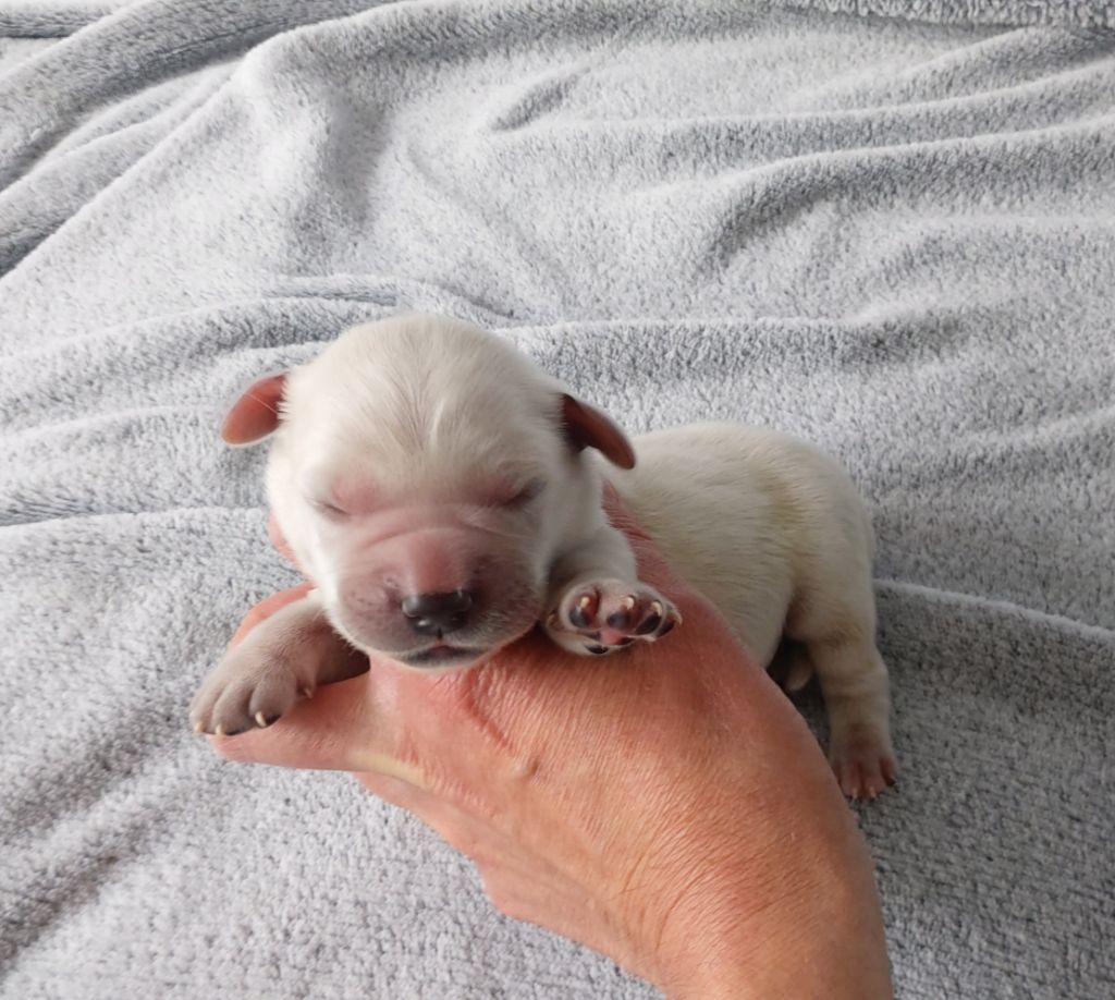 Du Clos Des Lucs - Chiots disponibles - Golden Retriever