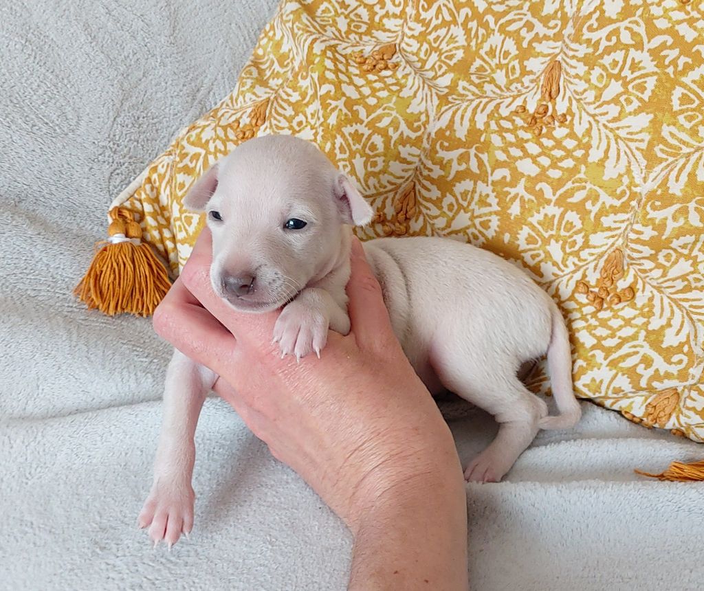 Du Clos Des Lucs - Chiots disponibles - Petit Levrier Italien