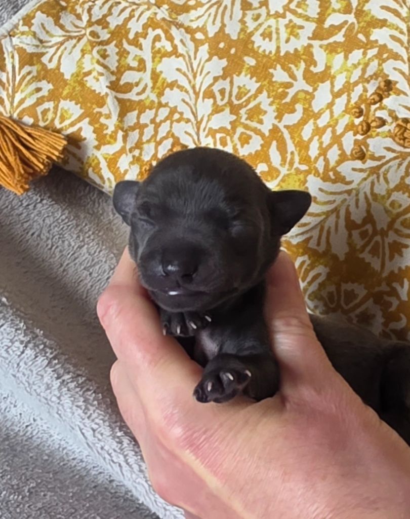 Du Clos Des Lucs - Chiots disponibles - Petit Levrier Italien