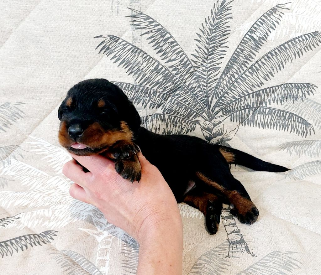 Du Clos Des Lucs - Chiots disponibles - Berger de Beauce
