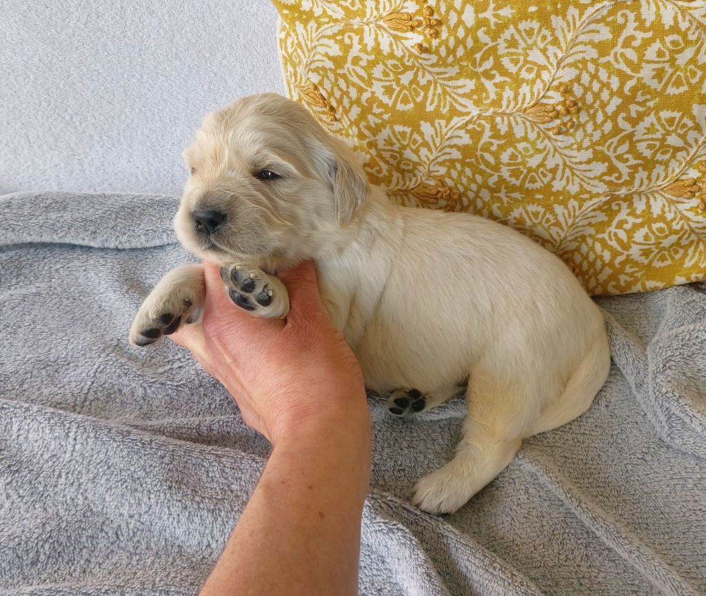 Du Clos Des Lucs - Chiots disponibles - Golden Retriever