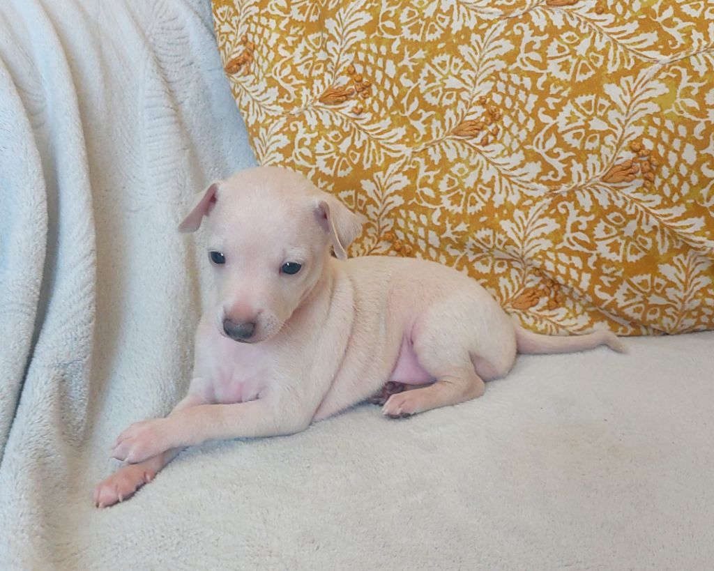 Du Clos Des Lucs - Chiots disponibles - Petit Levrier Italien
