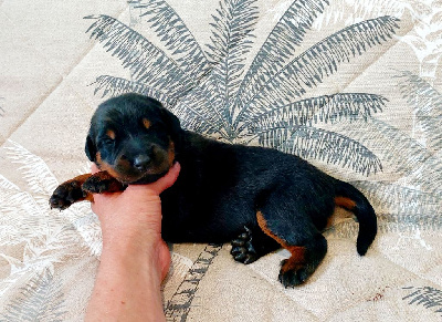 CHIOT collier jaune