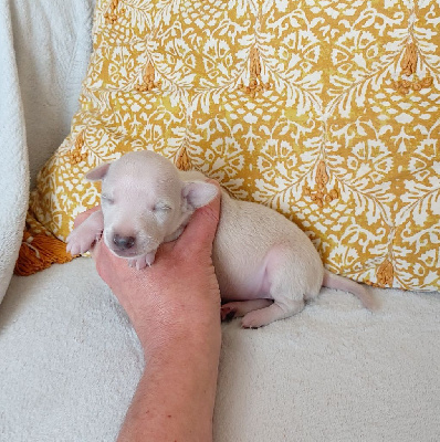 CHIOT 4