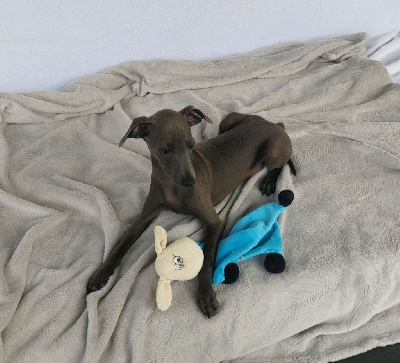 Victor