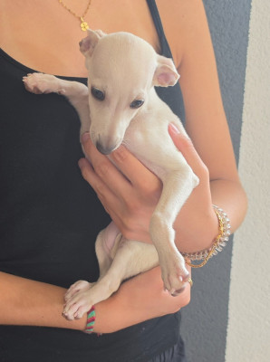 Bambi