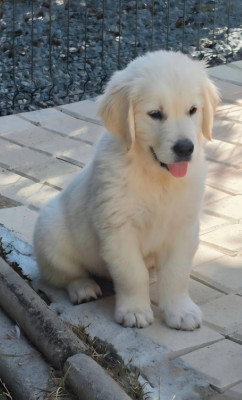 Baloo belos