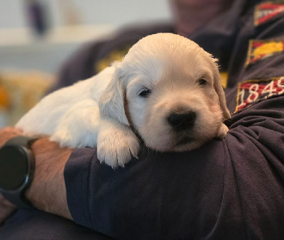 CHIOT mâle collier bleu