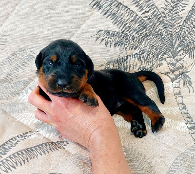 CHIOT sans collier 
