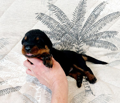CHIOT collier noir