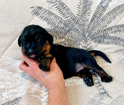 CHIOT collier vert