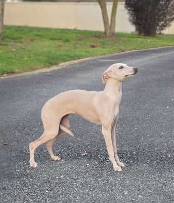 Angélique marquise des anges