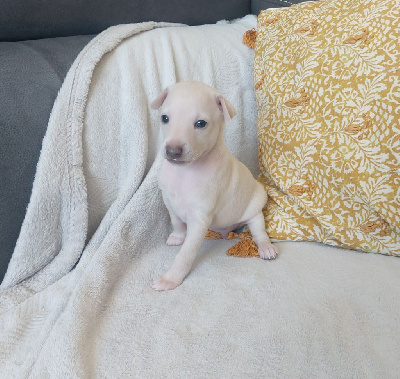CHIOT 1