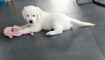 Astro