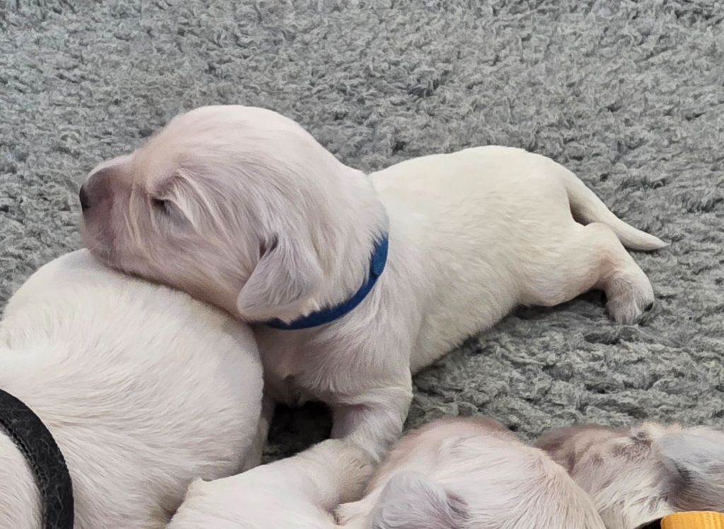 Du Clos Des Lucs - Chiots disponibles - Golden Retriever