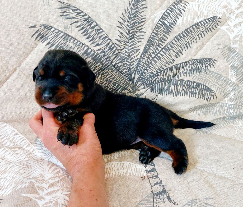 Du Clos Des Lucs - Chiots disponibles - Berger de Beauce