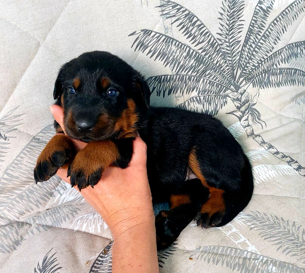 Du Clos Des Lucs - Chiots disponibles - Berger de Beauce